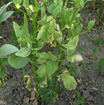 Discoloration and growth deformation arable