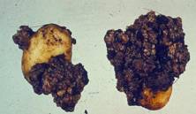 Growth deformation arable crops