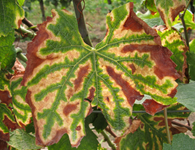 Leaf spots
