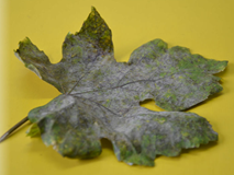 Powdery cover