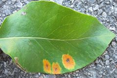 leaf spots