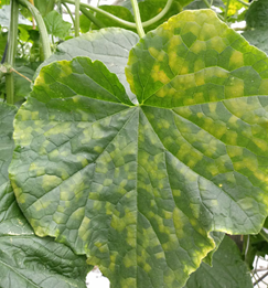 leaf spots horticulture